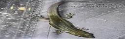 Gecko reptiles for sale: Large selection of lizards available for rehome - Advert 3