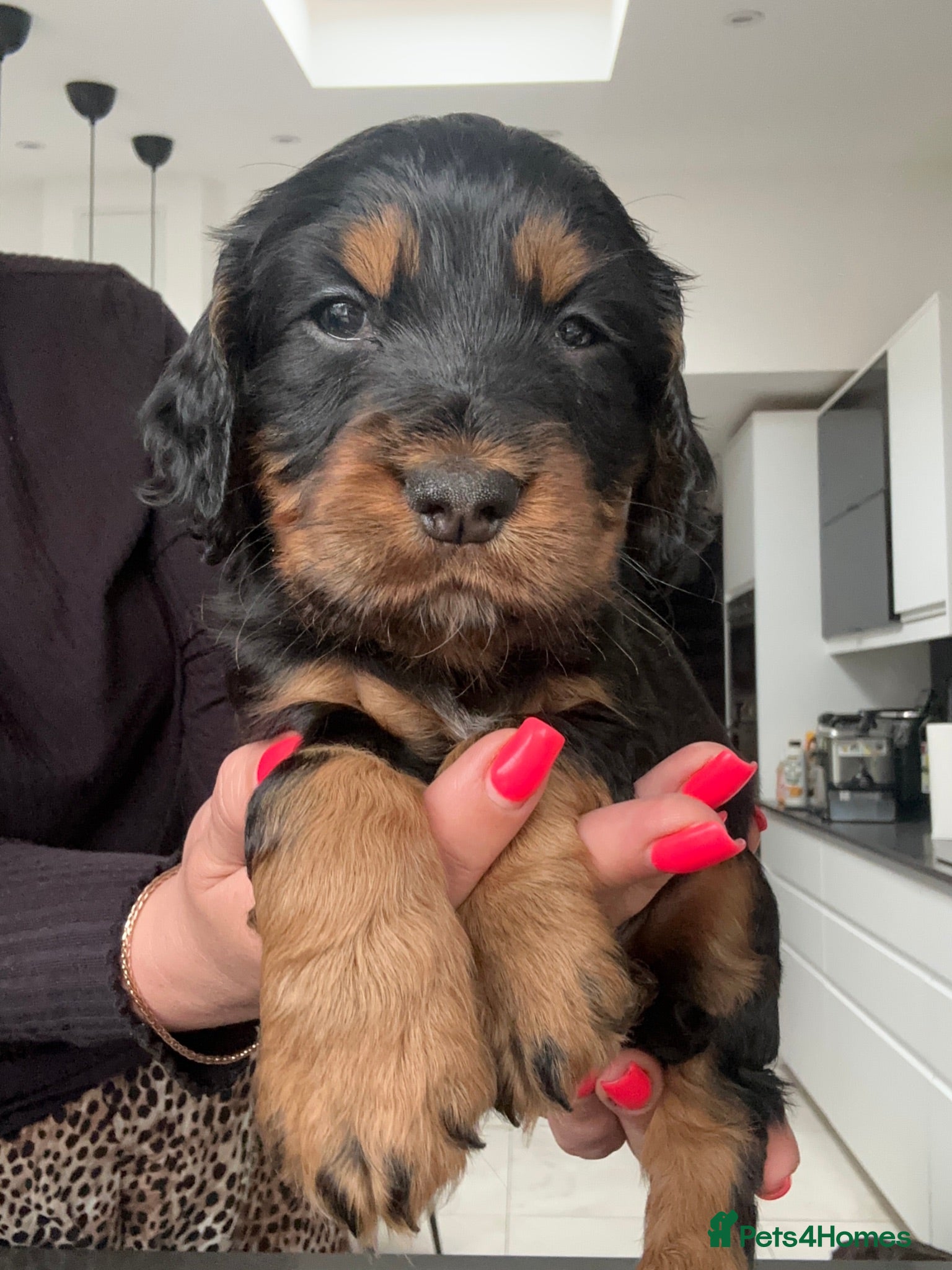 Cocker Spaniel dogs KC Registered Cocker Spaniels–DNA Clean parents 👑 - Advert 5