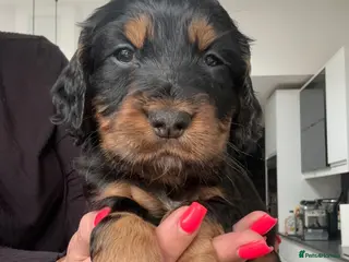 Cocker Spaniel dogs KC Registered Cocker Spaniels–DNA Clean parents 👑 - Advert 5