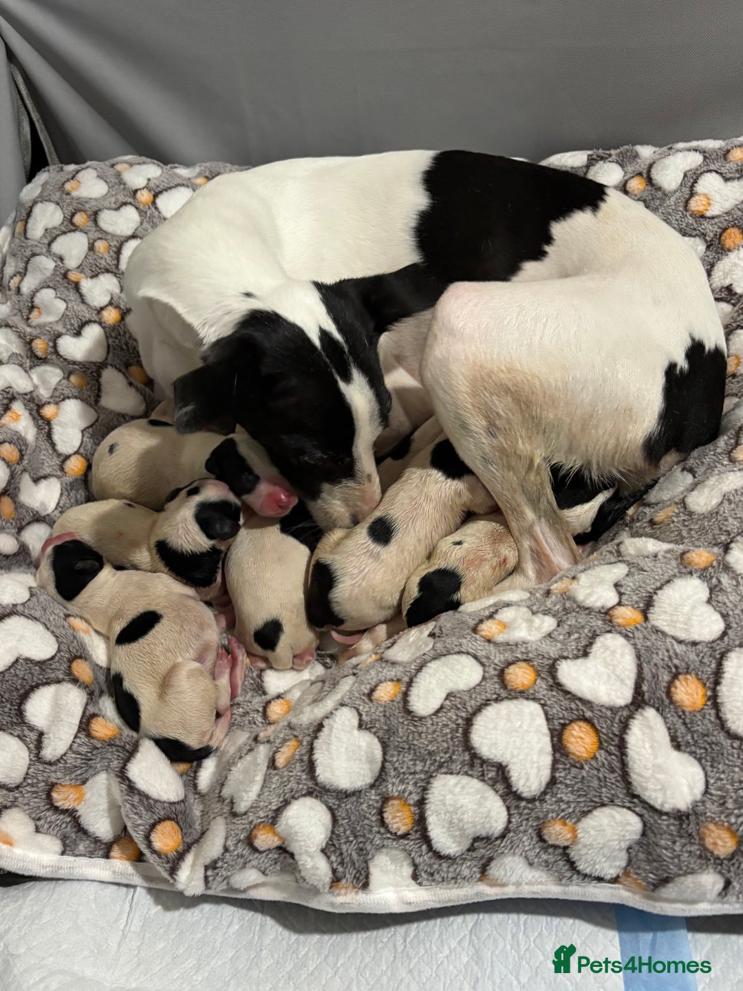 Whippet dogs for sale: Whippet puppies  - Advert 1