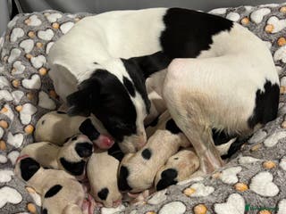 Whippet dogs Whippet puppies - Advert 4