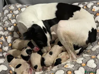 Whippet dogs Whippet puppies - Advert 10