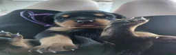 Rottweiler dogs for sale: Chuncky Rottweiler puppies  - Advert 19