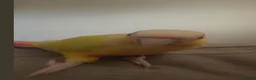 Conures birds for sale: Gorgeous Sun cheek conure with cage, Hand Tammed - Advert 5