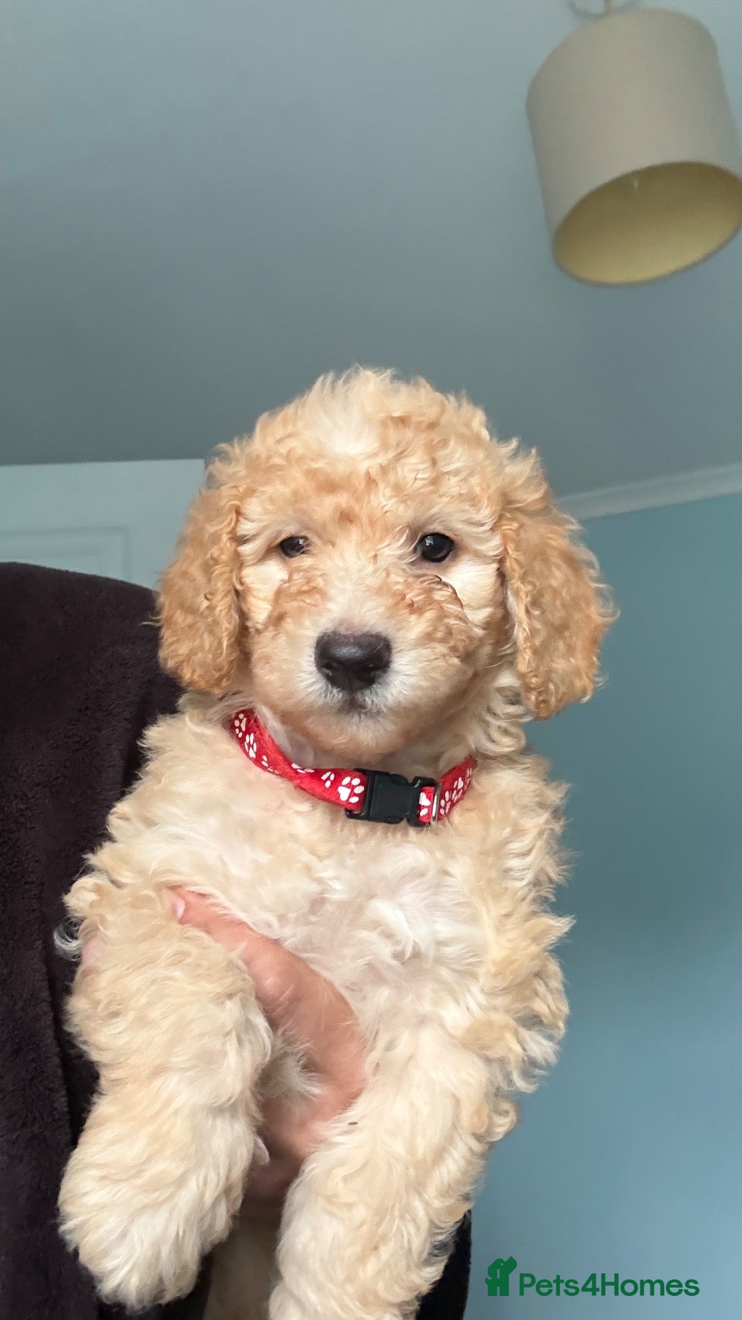 Mini Goldendoodle dogs F1B MINI GOLDENDOODLE PUPPIES – READY NOW 🐾 - Advert 2