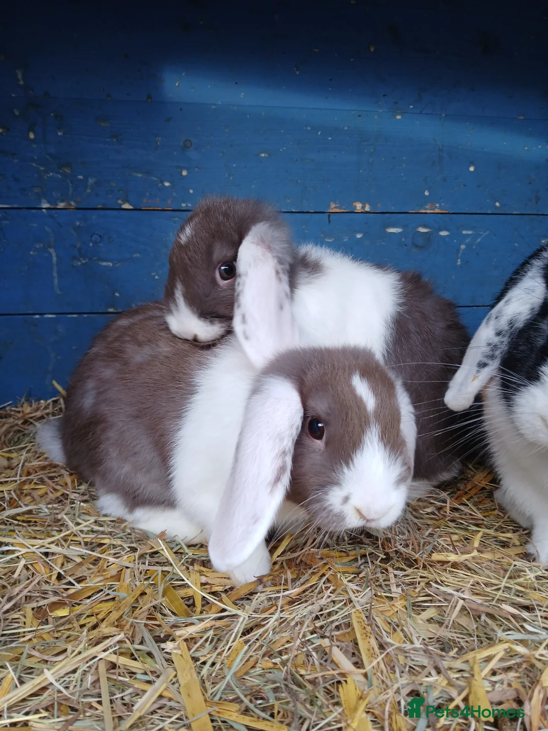 Mini Lop rabbits for sale: Mini lop buck - Advert 2