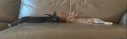Rex rabbits for sale: 2 male rabbits for sale  - Advert 6