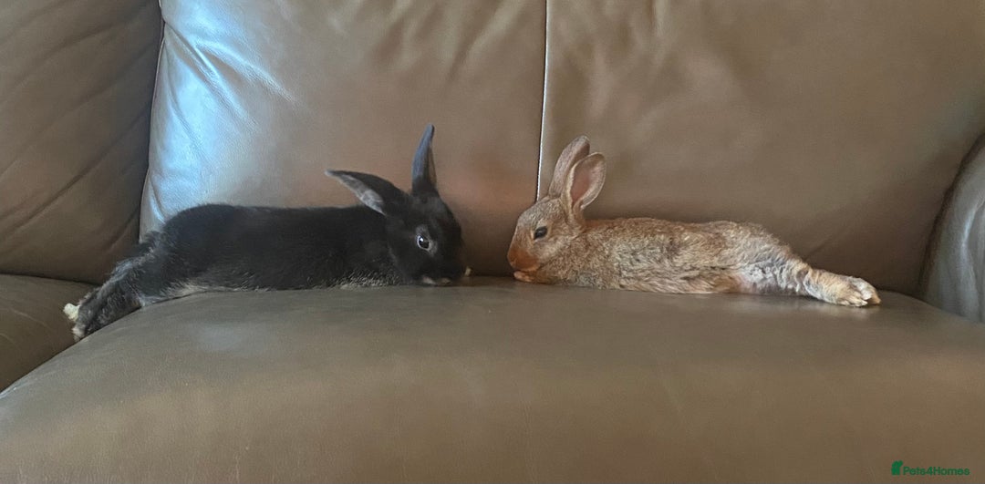 Rex rabbits for sale: 2 male rabbits for sale  - Image 6