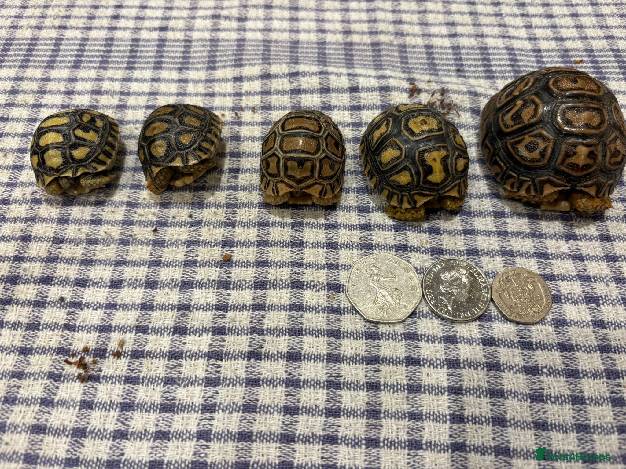 Tortoise reptiles for sale: Leopard tortoise baby’s  - Advert 1