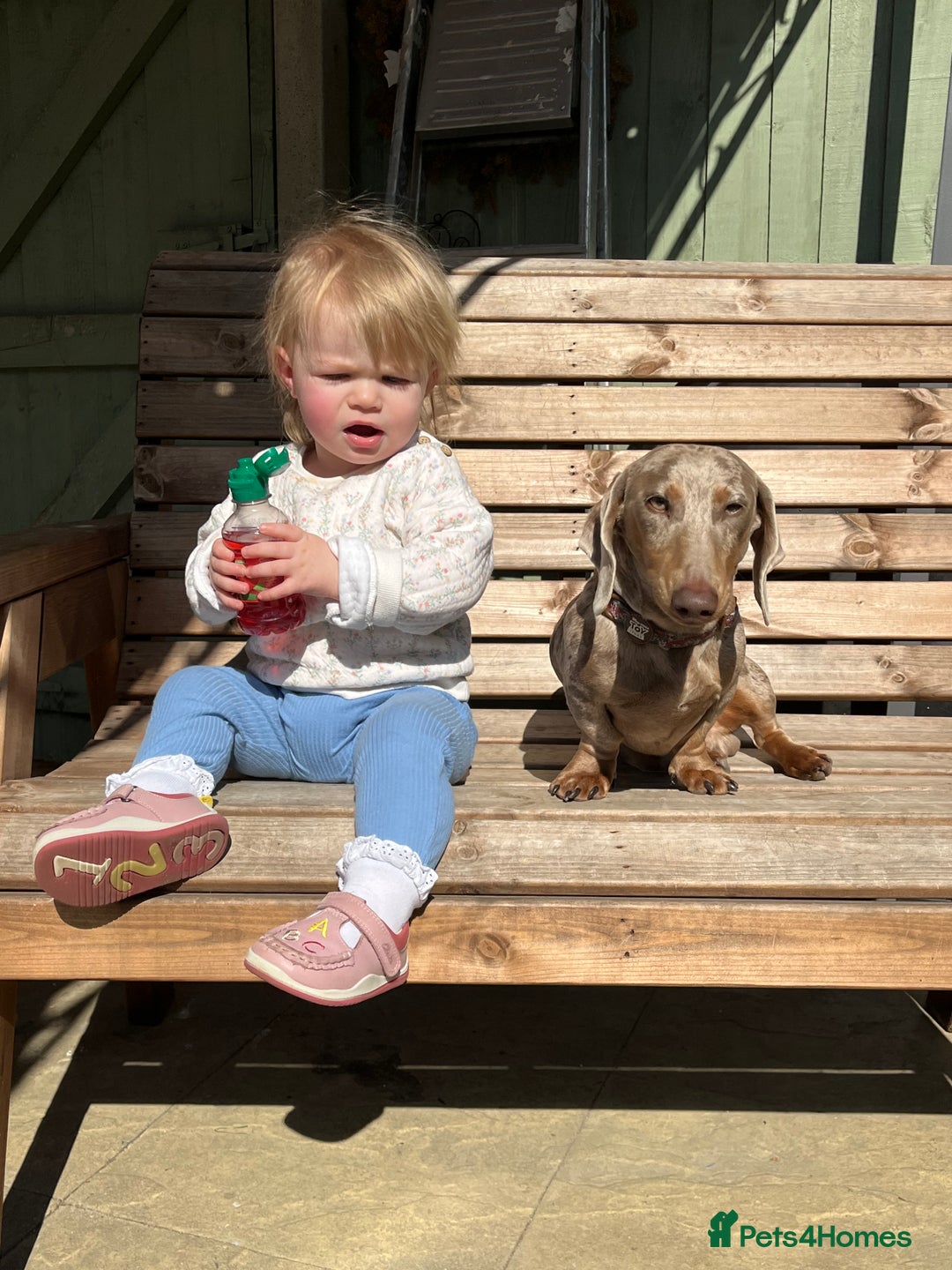 Dachshund dogs for sale: 2 little boys 1 year old  - Image 6