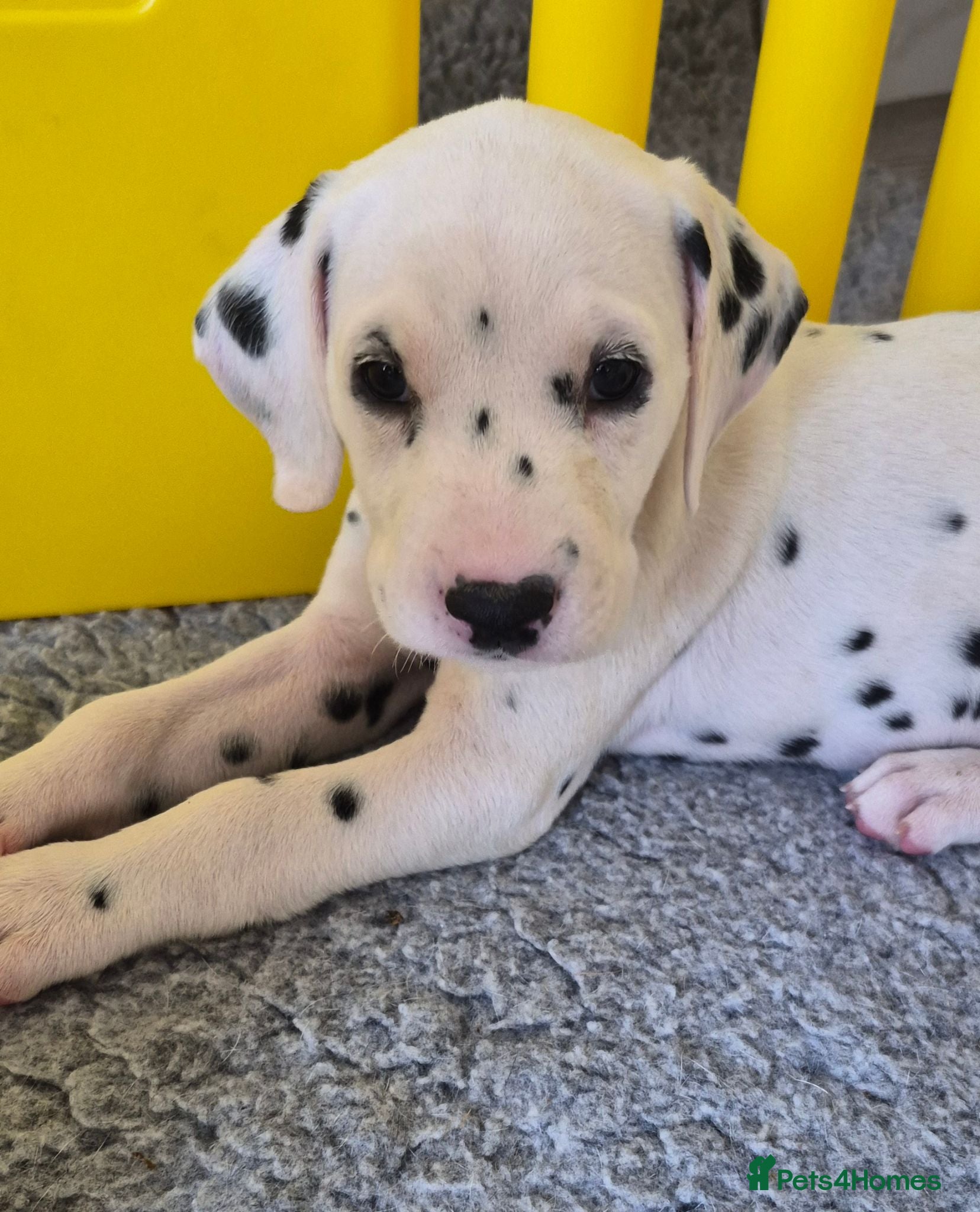 Dalmatian dogs *FULLY HEARING* SUPERB KC REGISTERED DALMATIANS - Advert 4