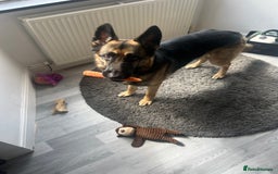 German Shepherd dogs for sale: 3 year old German shepherd pure breed  - Advert 5