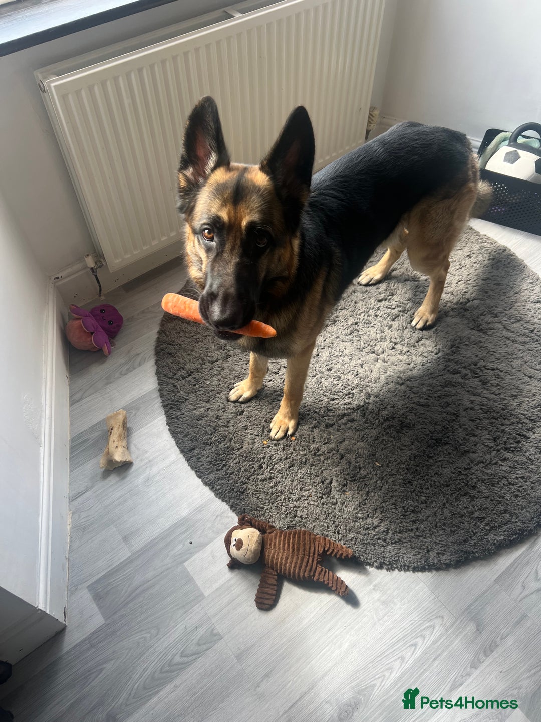 German Shepherd dogs for sale: 3 year old German shepherd pure breed  - Advert 5