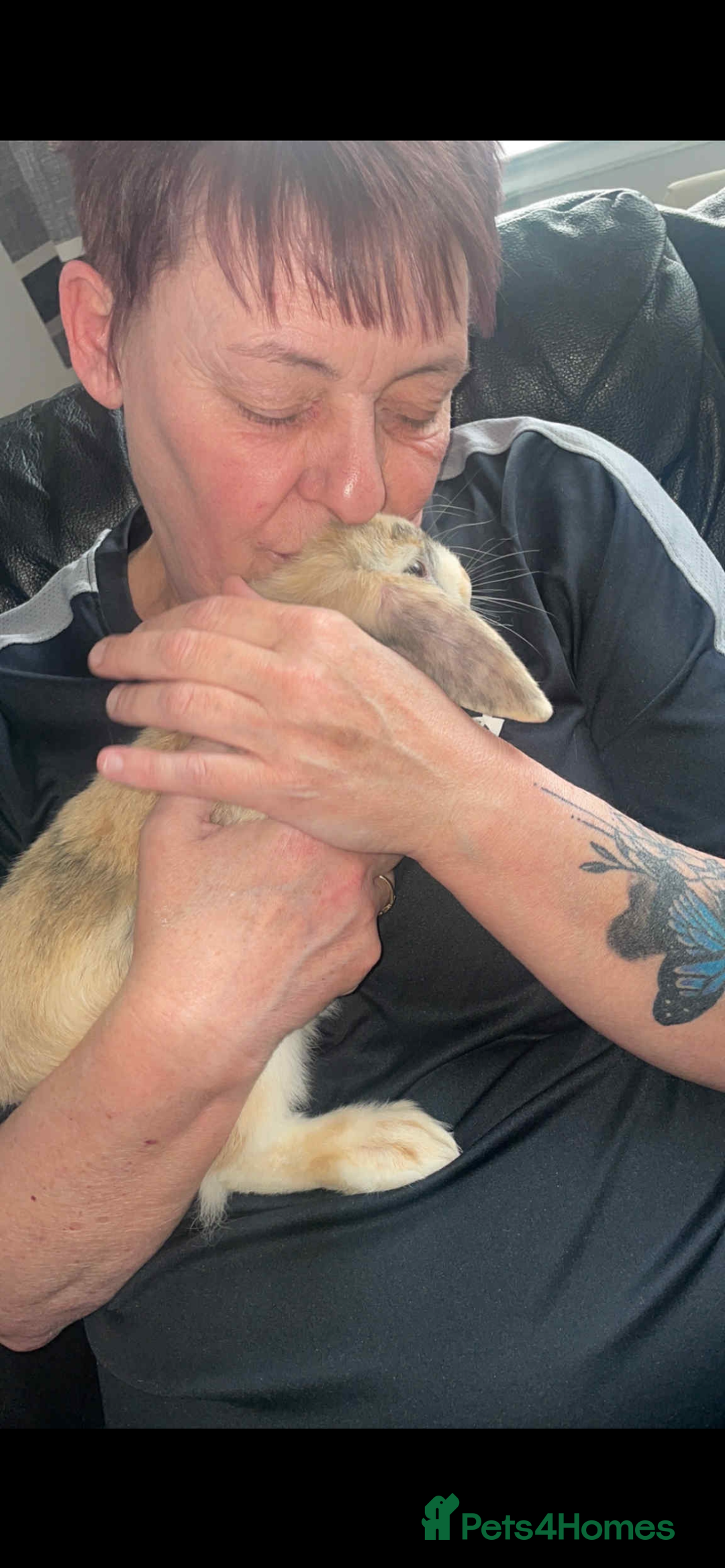 Harlequin rabbits for sale:  Gorgeous rabbit looking for her new home  - Image 6