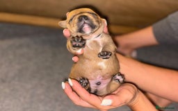 Staffordshire Bull Terrier dogs for sale: KC Staffordshire bull terriers 🧡🧡🏆🩸 REDS  - Image 10