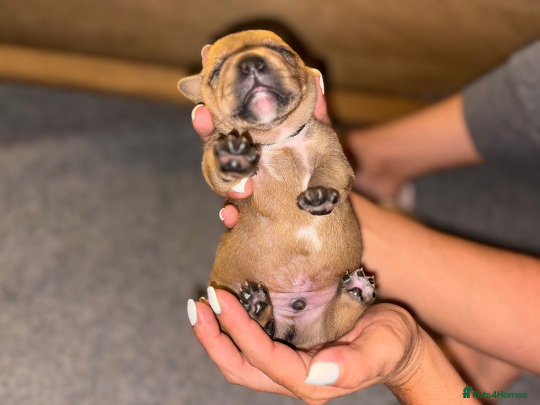 Staffordshire Bull Terrier dogs for sale: KC Staffordshire bull terriers 🧡🧡🏆🩸 REDS  - Image 10