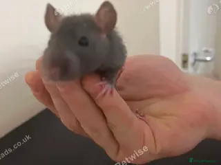 Rat rodents Baby rats for sale - Advert 2