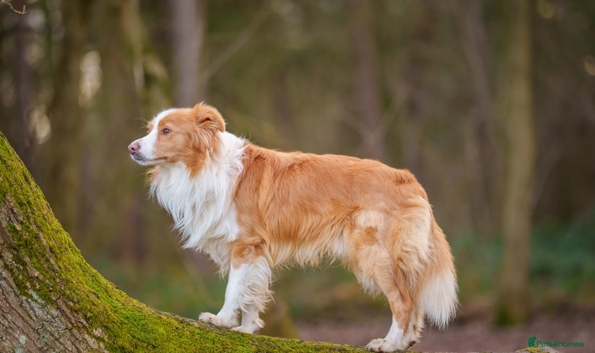 Border Collie dogs 1 stunning traditional long coated boy  - Advert 2