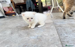 British Shorthair cats for sale: ✨🐾 Soft & Adorable Golden White Blue Kitten 🐾✨ - Image 15