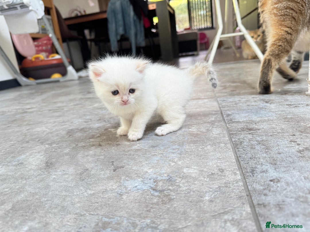 British Shorthair cats for sale: ✨🐾 Soft & Adorable Golden White Blue Kitten 🐾✨ - Image 15