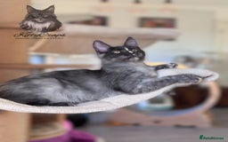 Maine Coon cats for sale: 🌟🌟 The last unique girl🩷 Maine Coon  🌟🌟 - Image 7