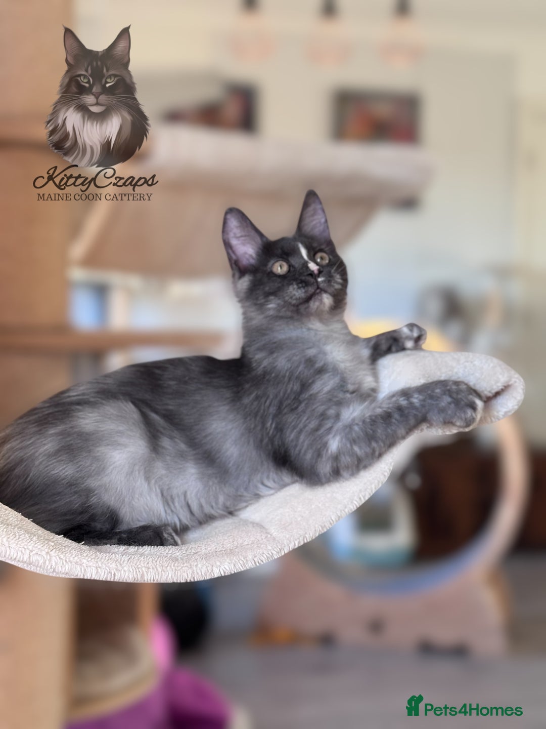 Maine Coon cats for sale: 🌟🌟 The last unique girl🩷 Maine Coon  🌟🌟 - Image 7