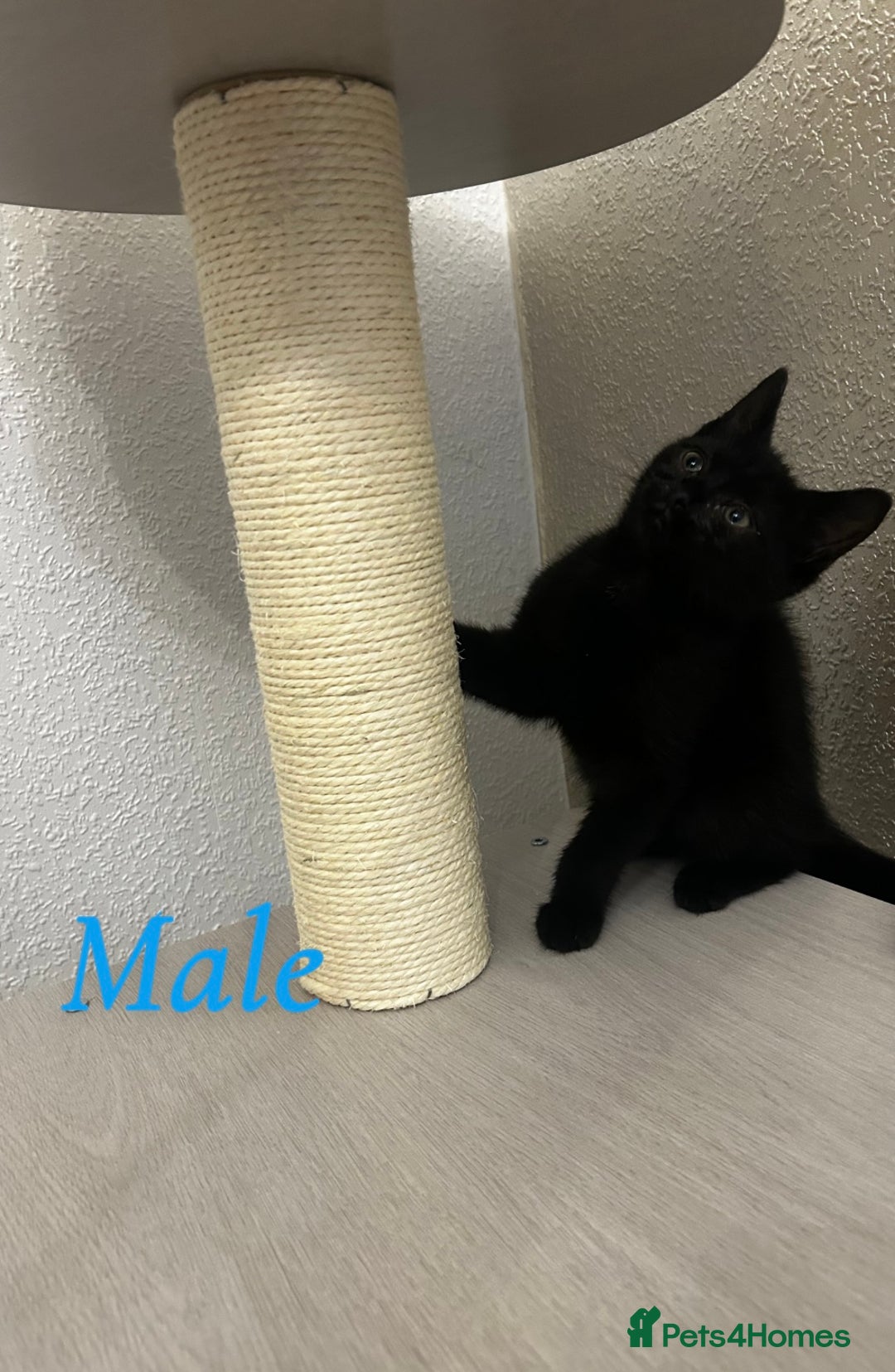 Bombay cats for sale: Adorable male kitten  - Advert 10