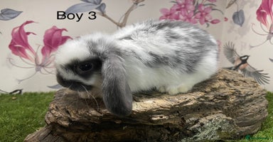 Mini Lop rabbits - Advert 4