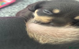 Mixed Breed dogs for sale: French weiner puppies - Image 2