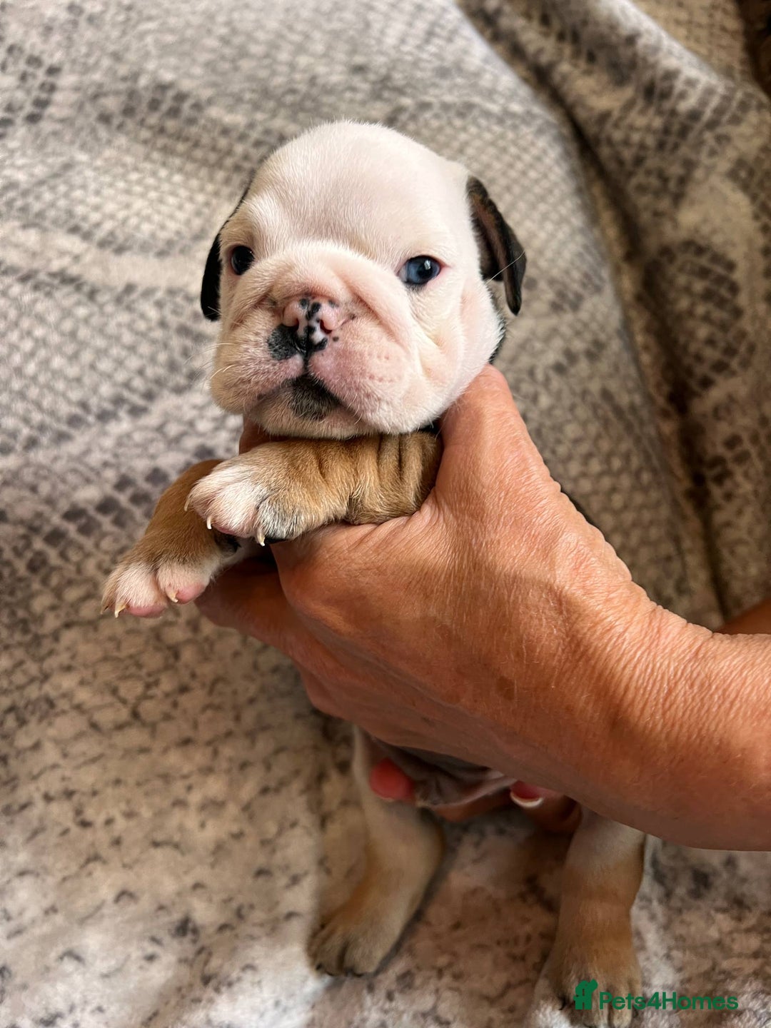 English Bulldog dogs for sale: 🔥 Traditional English bulldog puppies  🔥 - Image 2