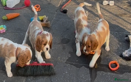 Cavalier King Charles Spaniel dogs for sale: Cavalier King Charles  - Image 21