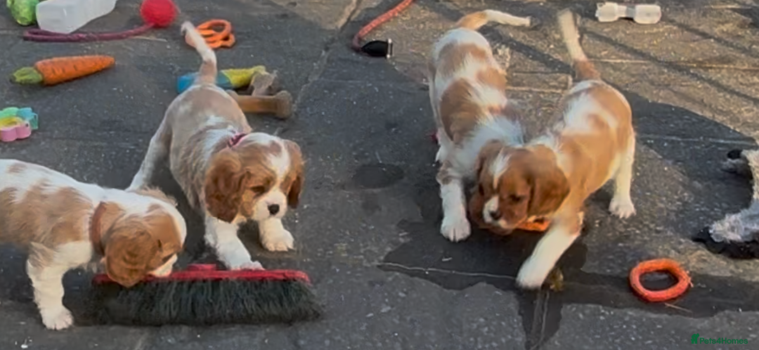 Cavalier King Charles Spaniel dogs for sale: Cavalier King Charles  - Image 21