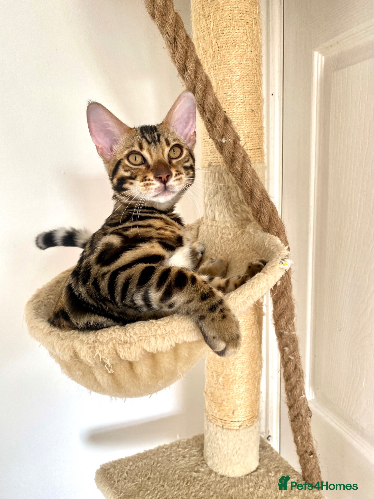 Bengal cats ✨TICA REGISTERED BENGAL BOYS-£600-READY NOW😻 - Advert 2