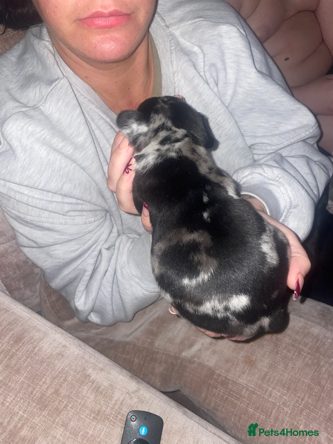 French Bulldog dogs for sale: 3 stunningly unique coloured stocky frenchies - Advert 17