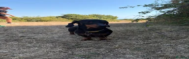 Miniature Dachshund 1