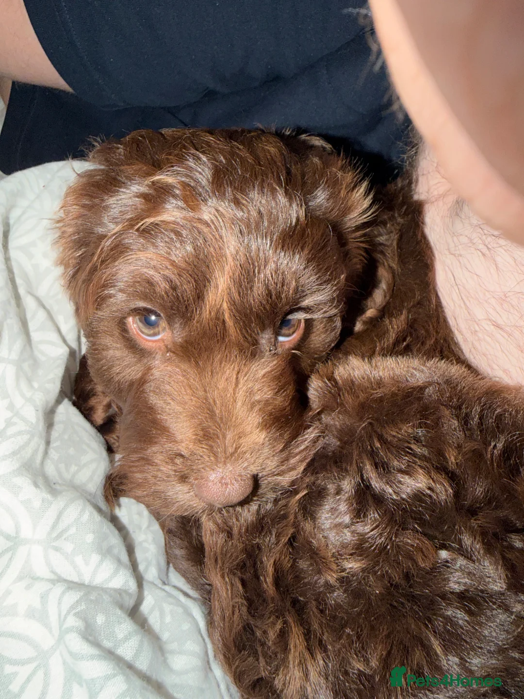 Cockapoo dogs for sale: Beautiful Chocolate Cockapoo Puppy 15 Weeks Old - Advert 11