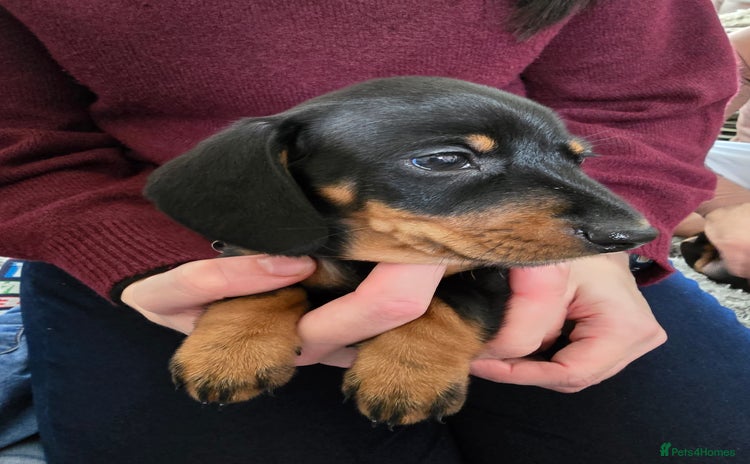 Miniature Dachshund dogs - Advert 6