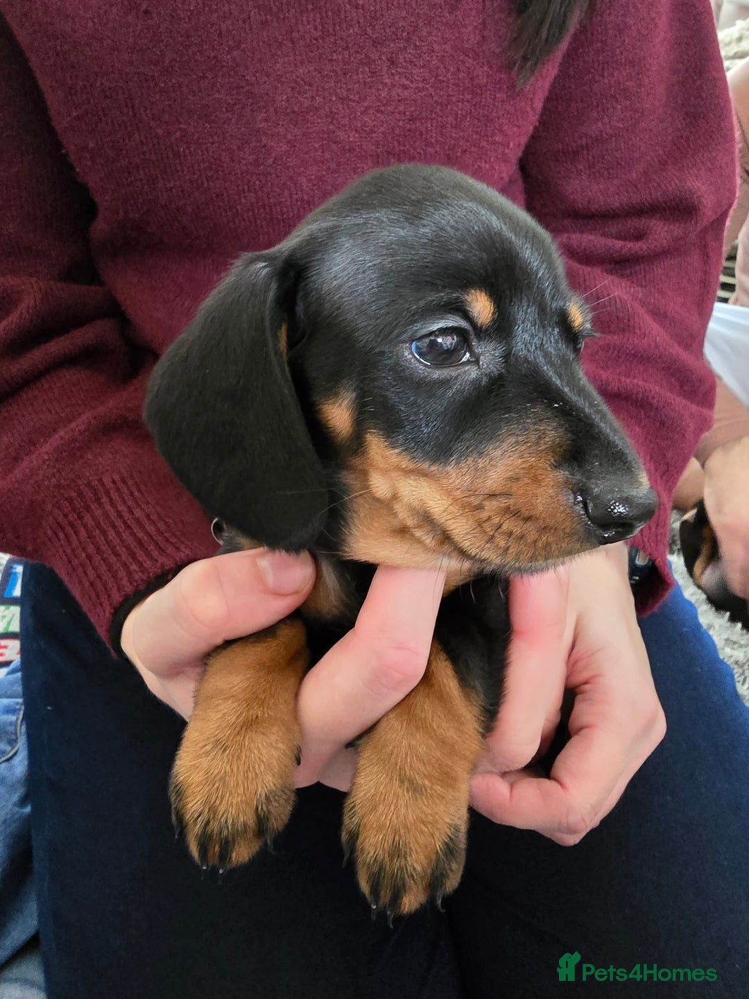 Miniature Dachshund dogs for sale: 3 girls need their forever homes - Image 1