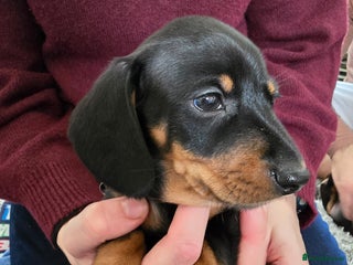 Miniature Dachshund dogs - Advert 14
