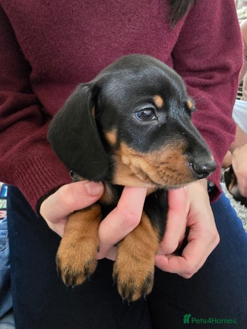 Miniature Dachshund dogs - Advert 4