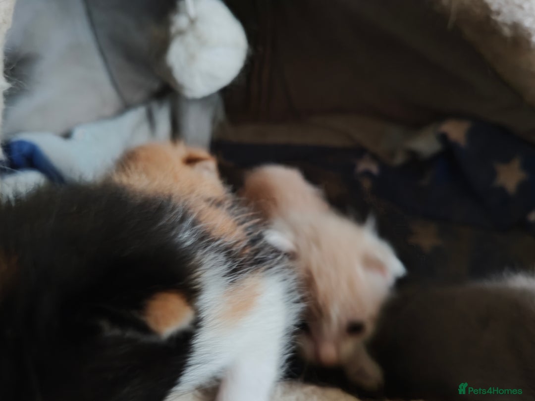 Mixed Breed cats for sale: Gorgeous Part BSH kittens ready to go now - Image 30