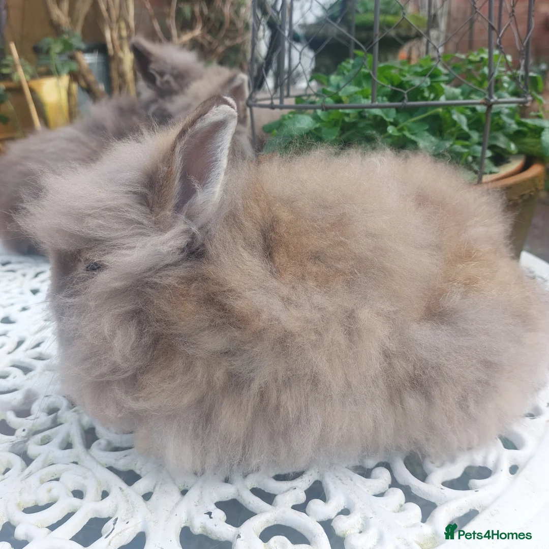 Lionhead rabbits for sale: PUREBRED DOUBLE LION HEAD BABIES  - Advert 1