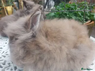 Lionhead rabbits PUREBRED DOUBLE LION HEAD BABIES - Advert 3