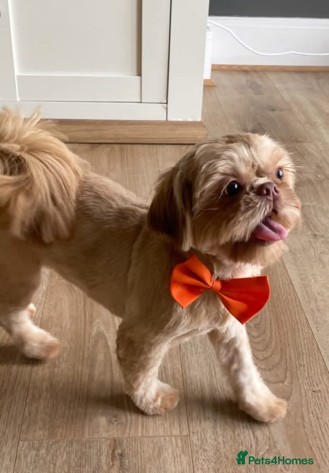 Shih Tzu dogs for sale: 🍫CHOCOLATE KC REG IMPERIALS BEST LINES🍫 - Advert 3