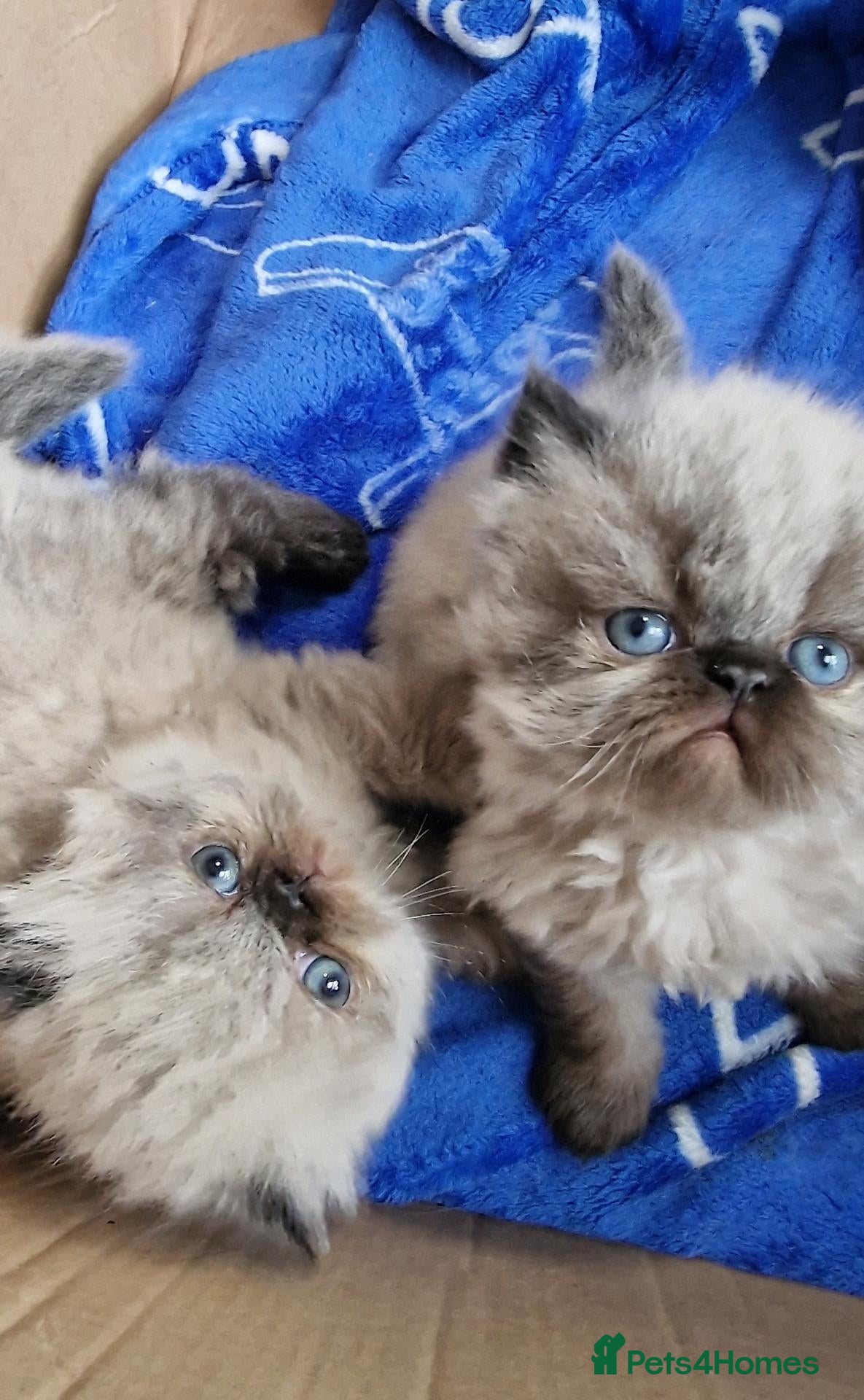 Persian cats 2 persian kittens  - Advert 8
