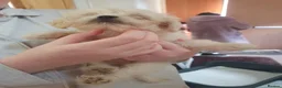 Chipoo dogs for sale: Adorable chihpoo puppies.  - Advert 21