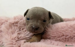 Olde English Bulldogge dogs for sale: Old English Bulldog PUPPIES 👀‼️ - Image 4