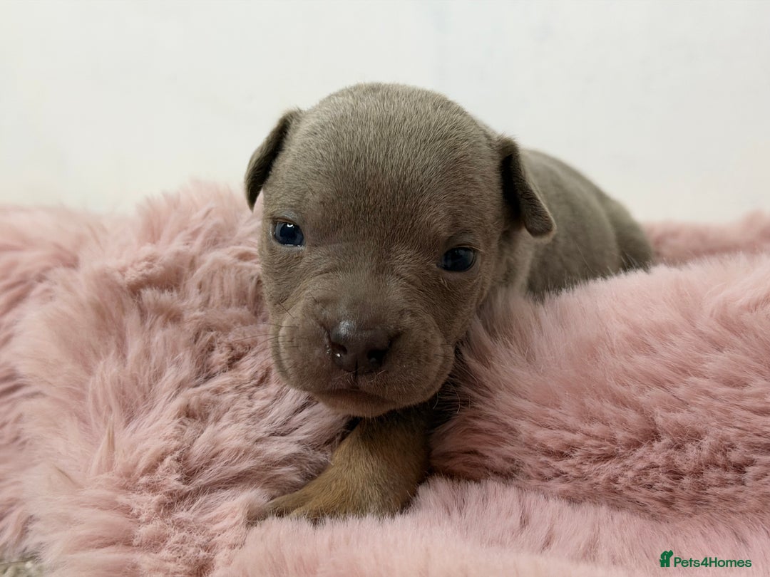 Olde English Bulldogge dogs for sale: Old English Bulldog PUPPIES 👀‼️ - Image 4