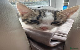 Mixed Breed cats for sale: Beautiful boy kitten ready for new home - Image 6