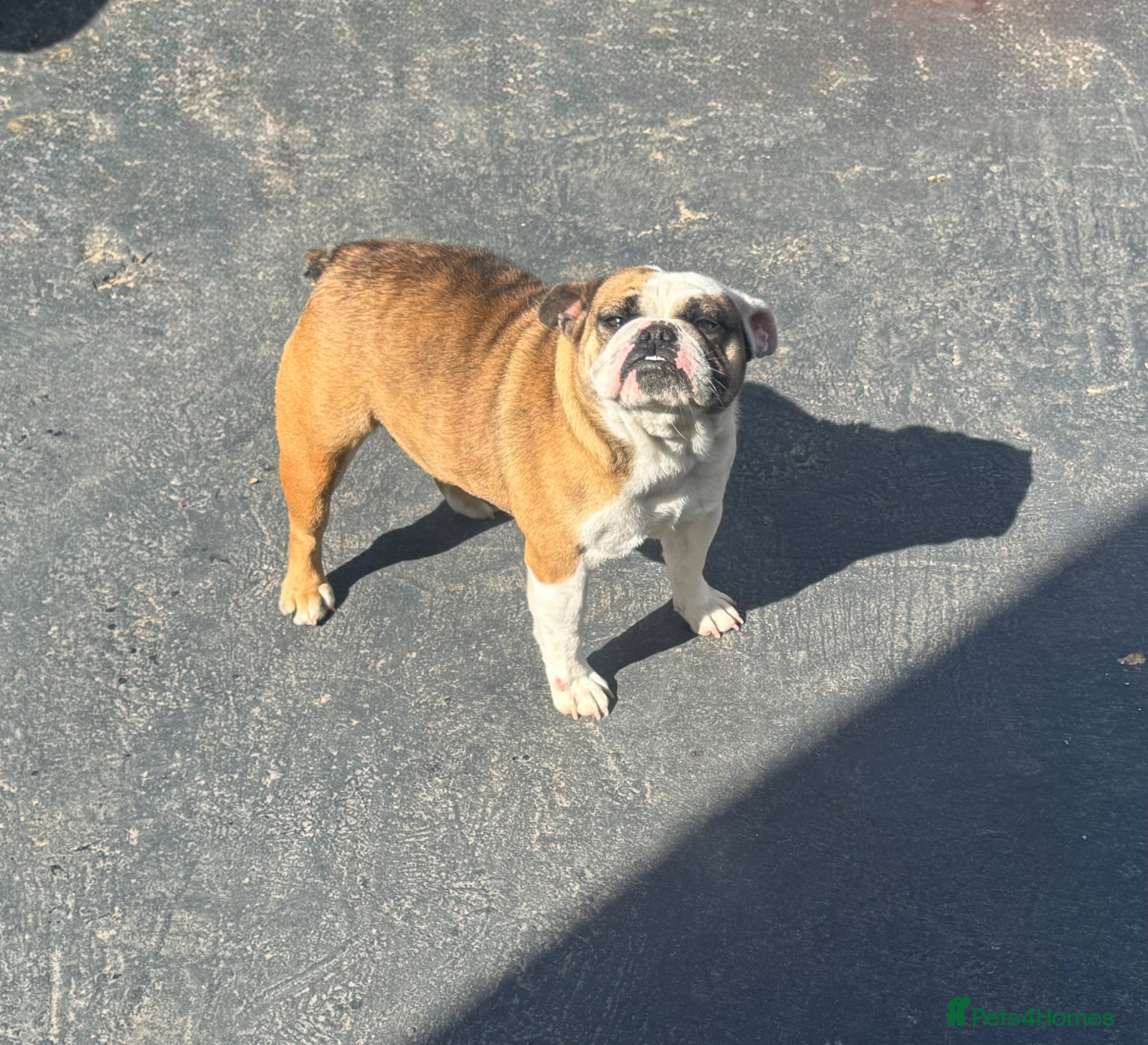 English Bulldog dogs Exceptional female Miniature English Bulldog - Advert 1